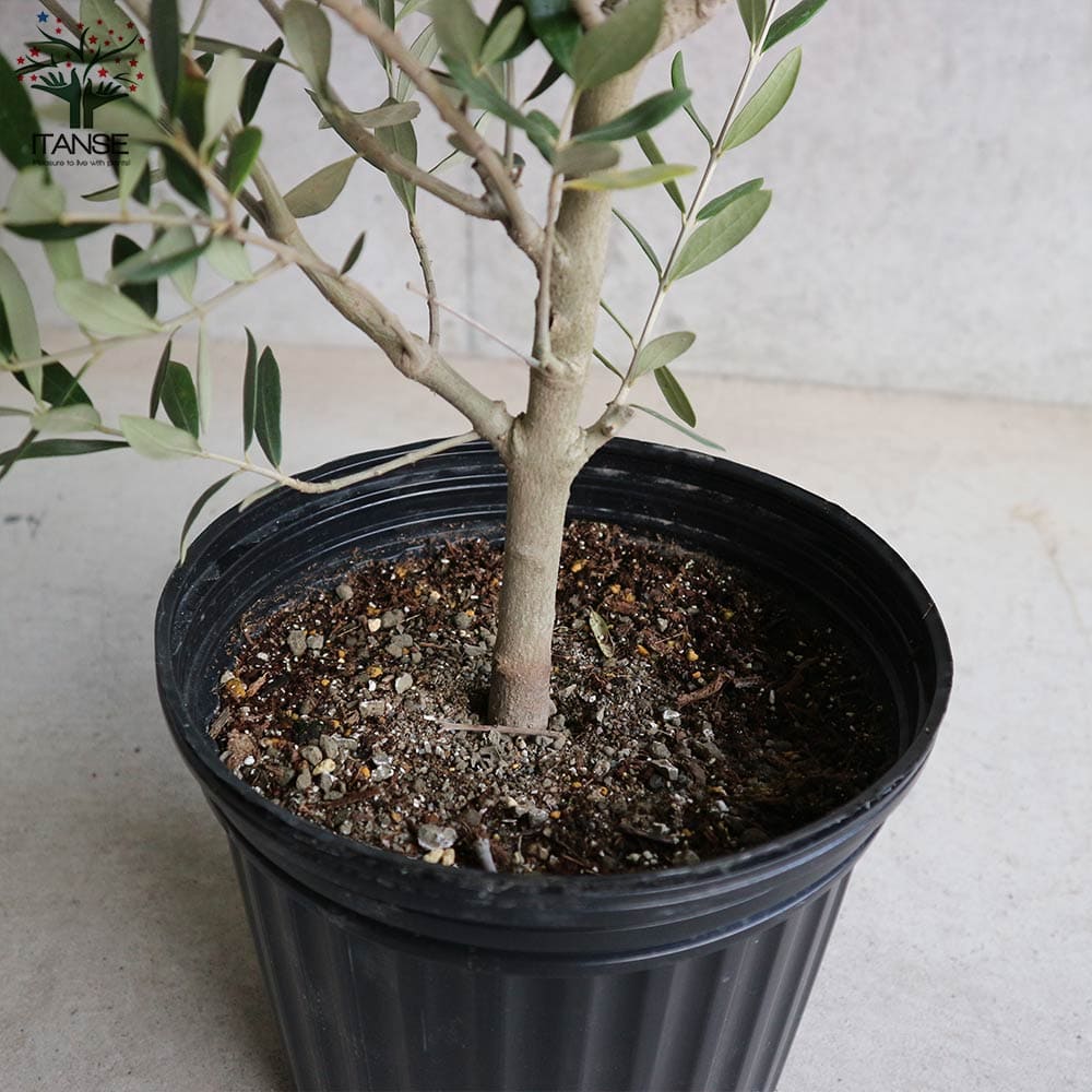 与え 送料無料 オリーブの苗木 品種 ルッカ 果樹の苗木 7号ナーセリーポット黒鉢 1個売り オリーブ苗 オリーブ苗木 オリーブの苗 おりーぶ Olive シンボルツリー 家庭菜園 ガーデニング Abamedyc Com