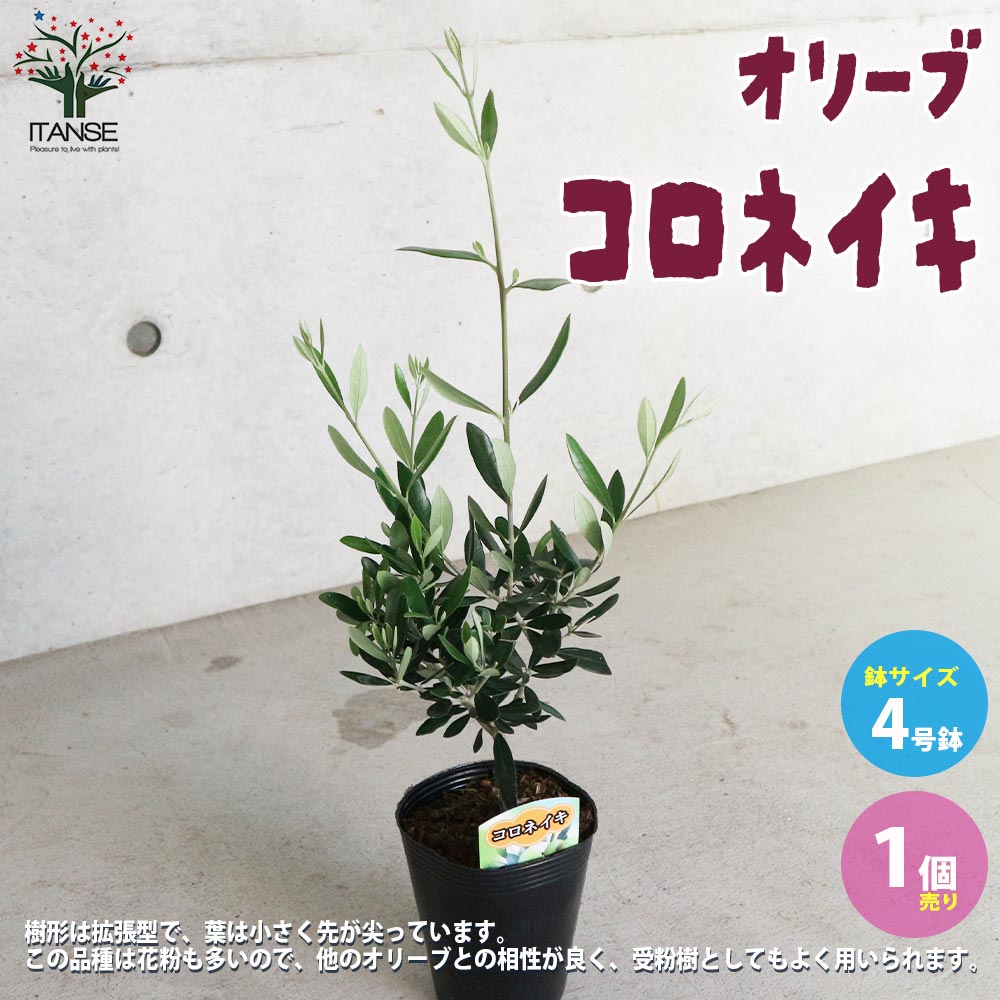 市場 送料無料 1個売り オリーブの苗木 4号ポット苗 オリーブ苗 品種 コロネイキ 果樹の苗木 オリーブ苗木