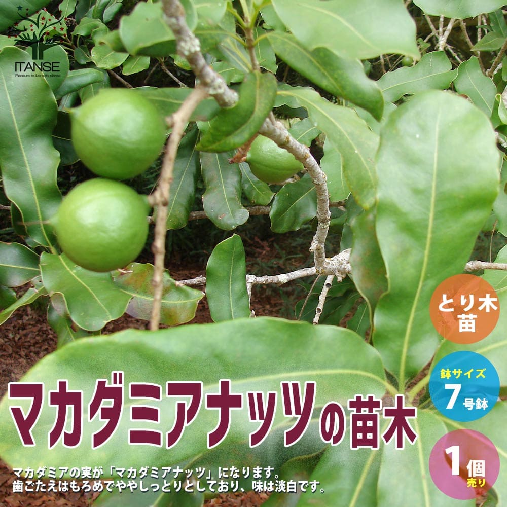 マカダミアナッツの苗木 果樹苗 果樹 果物 くだもの 栽培 ガーデニング