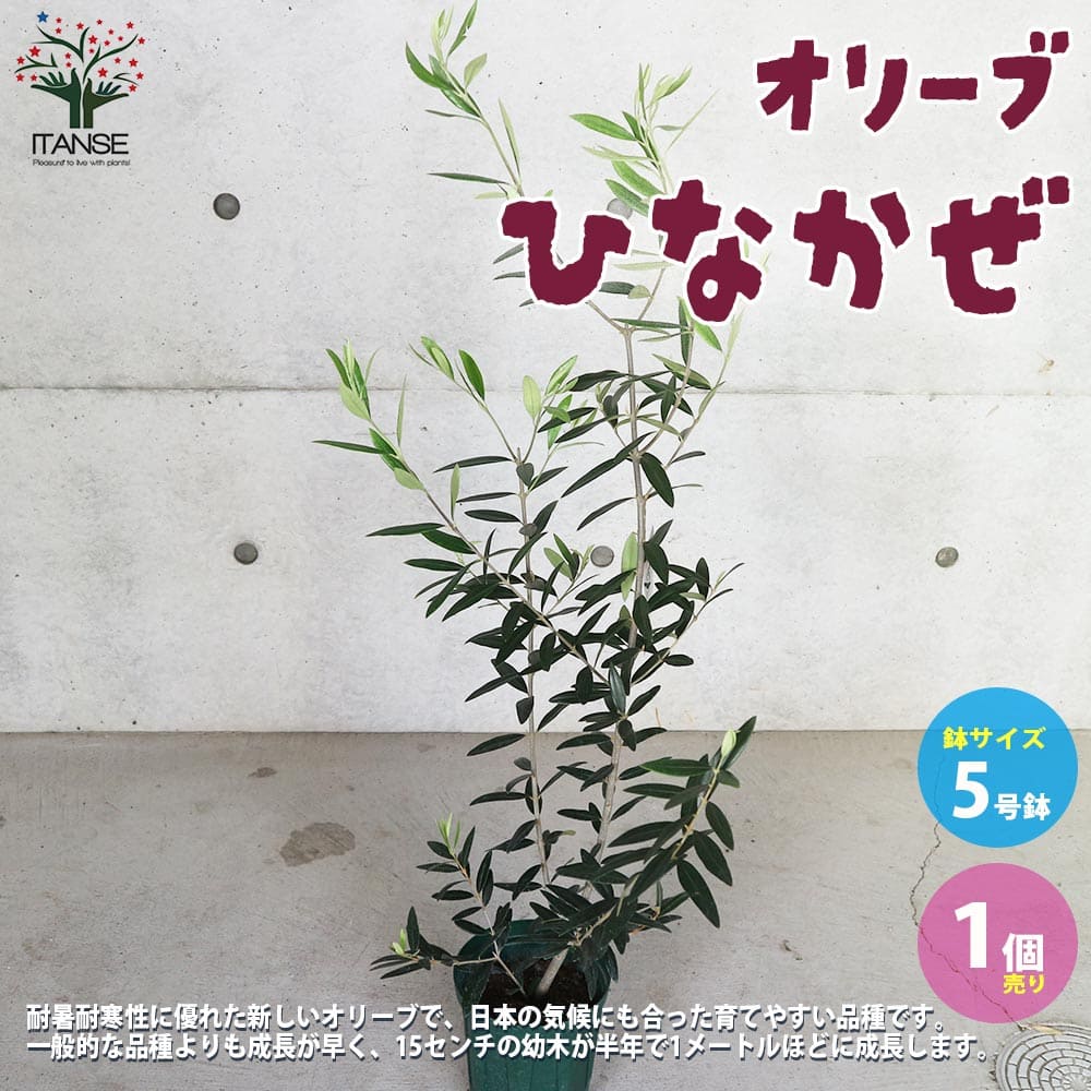 送料無料 オリーブの苗木 オリーブ苗木 4号ポット苗 1個売り 果樹の苗木 オリーブ苗 品種 ルッカ
