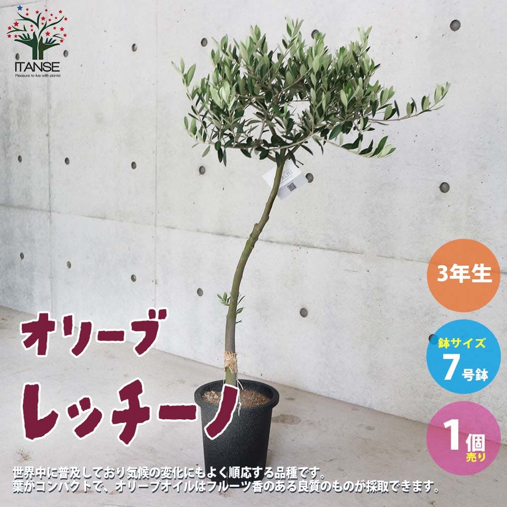 送料無料 オリーブの苗木 果樹の苗木 オリーブ苗木 7号鉢スタンド仕立て 3年生 オリーブ苗 1個売り 品種 レッチーノ