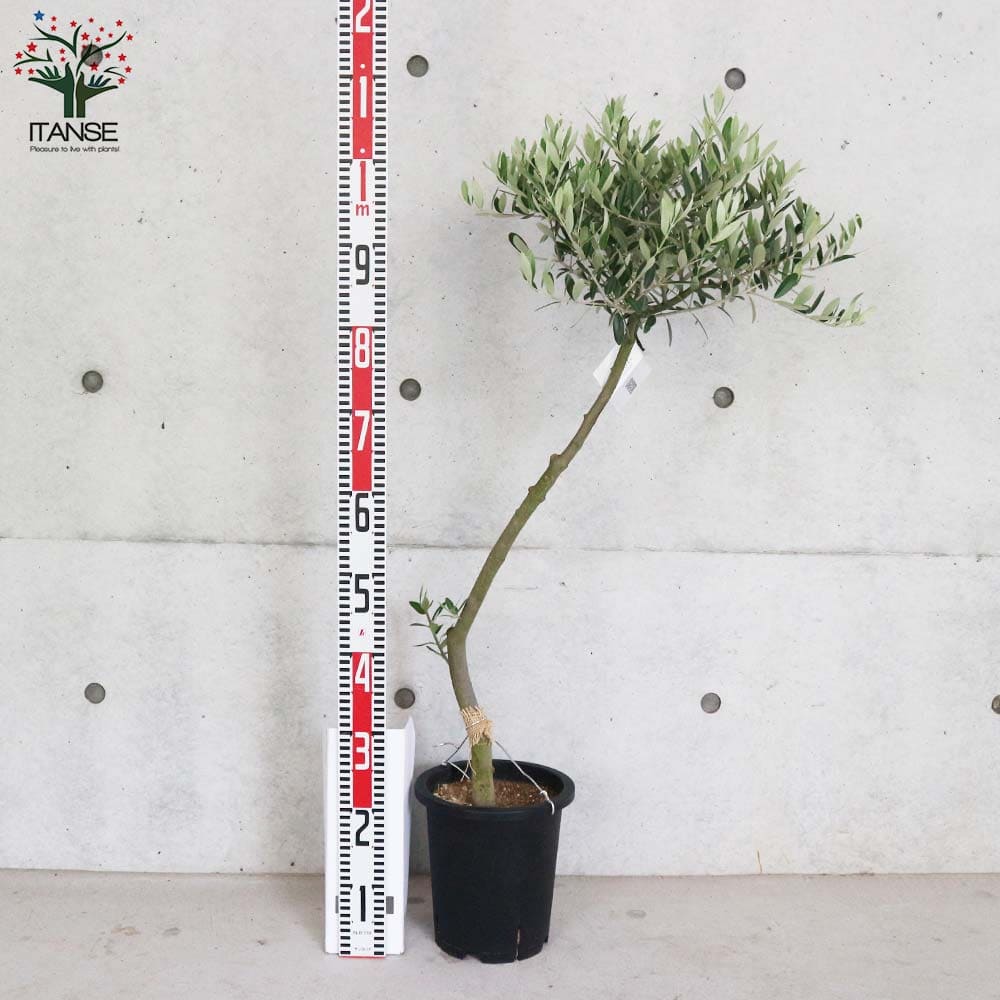 送料無料 オリーブの苗木 果樹の苗木 オリーブ苗木 7号鉢スタンド仕立て 3年生 オリーブ苗 1個売り 品種 レッチーノ