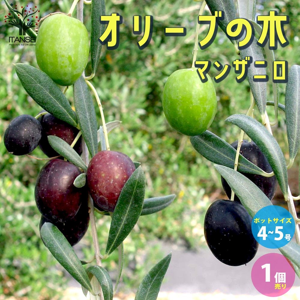 オリーブ　マンザニロ　2 オリーブ マンザニロ 2
