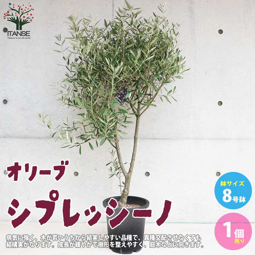 楽天市場】国産 オリーブ シプレッシーノ cipressino 現品 植木
