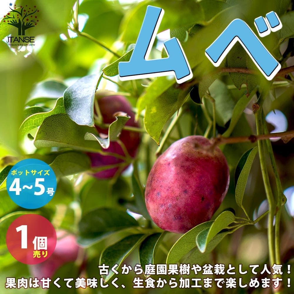 楽天市場】【送料無料】ロンガン(竜眼・リュウガン)の苗木【果樹 楽天市場】【送料無料】ロンガン(竜眼・リュウガン)の苗木【果樹
