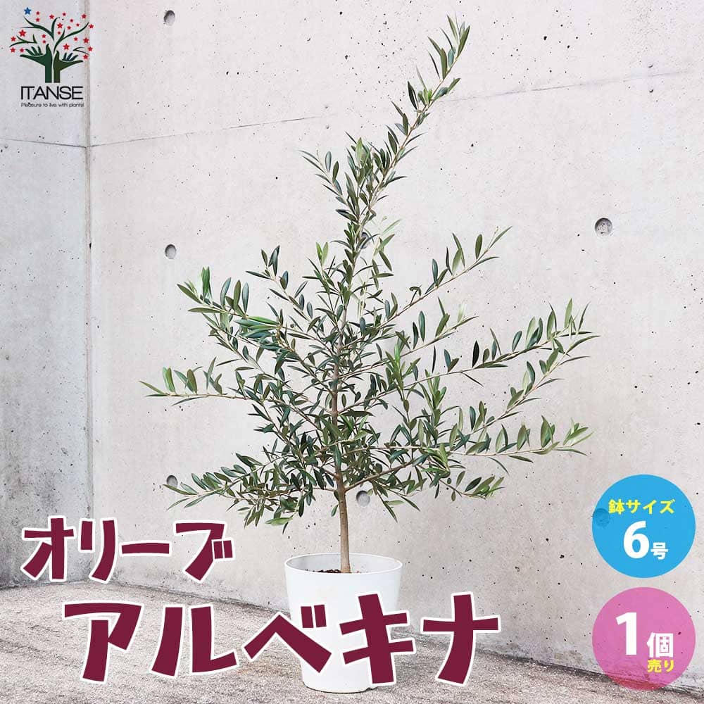 【送料無料】オリーブの苗木 品種：アルベキナ 果樹の苗木 6号白テーパード鉢 Mサイズ 1個売り オリーブ苗 オリーブ苗木 オリーブの苗木 オリーブの苗 おりーぶ olive シンボルツリー 家庭菜園 ガーデニング 送料無料 即納