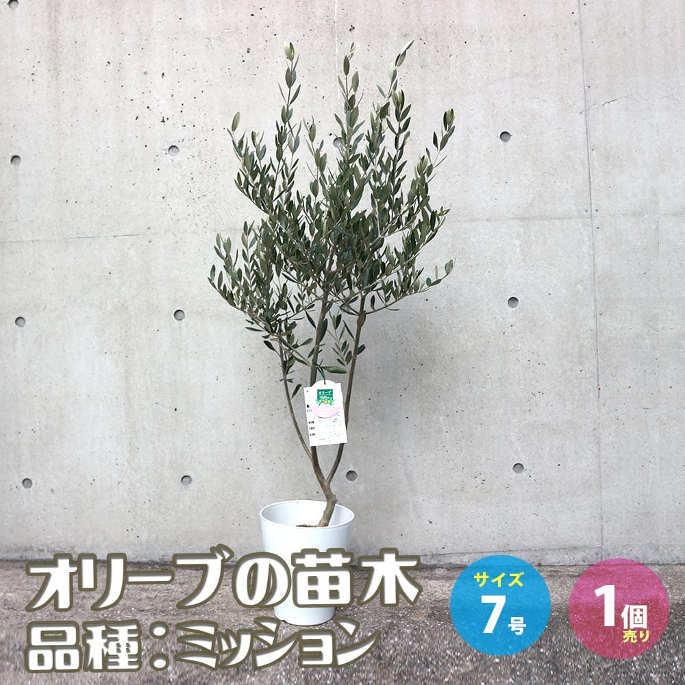 オリーブ (ミッション）　--olive　オリーヴ-- オリーブ (ミッション） --olive オリーヴ-- 楽天市場】オリーブ