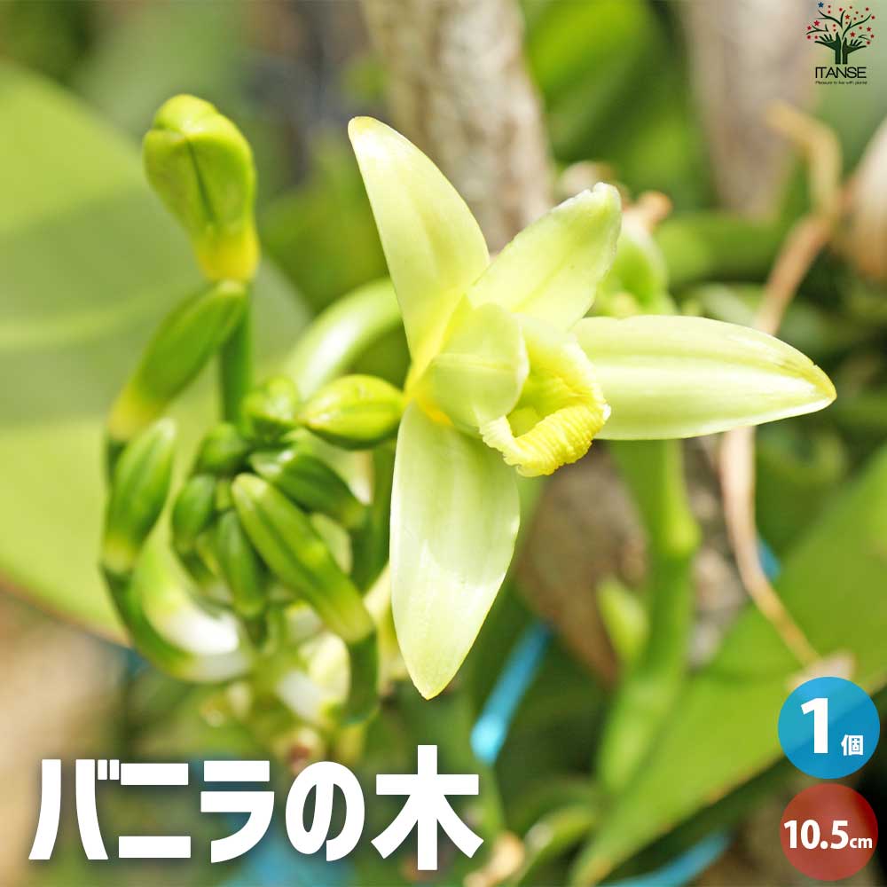 【マラソン期間P5倍】バニラの木 ブルボン種 花苗 10.5cmポット ブルボン バニラの苗木 バニラビーンズ プラニフォリア 香莢蘭 送料無料 即納|植物販売のITANSE店