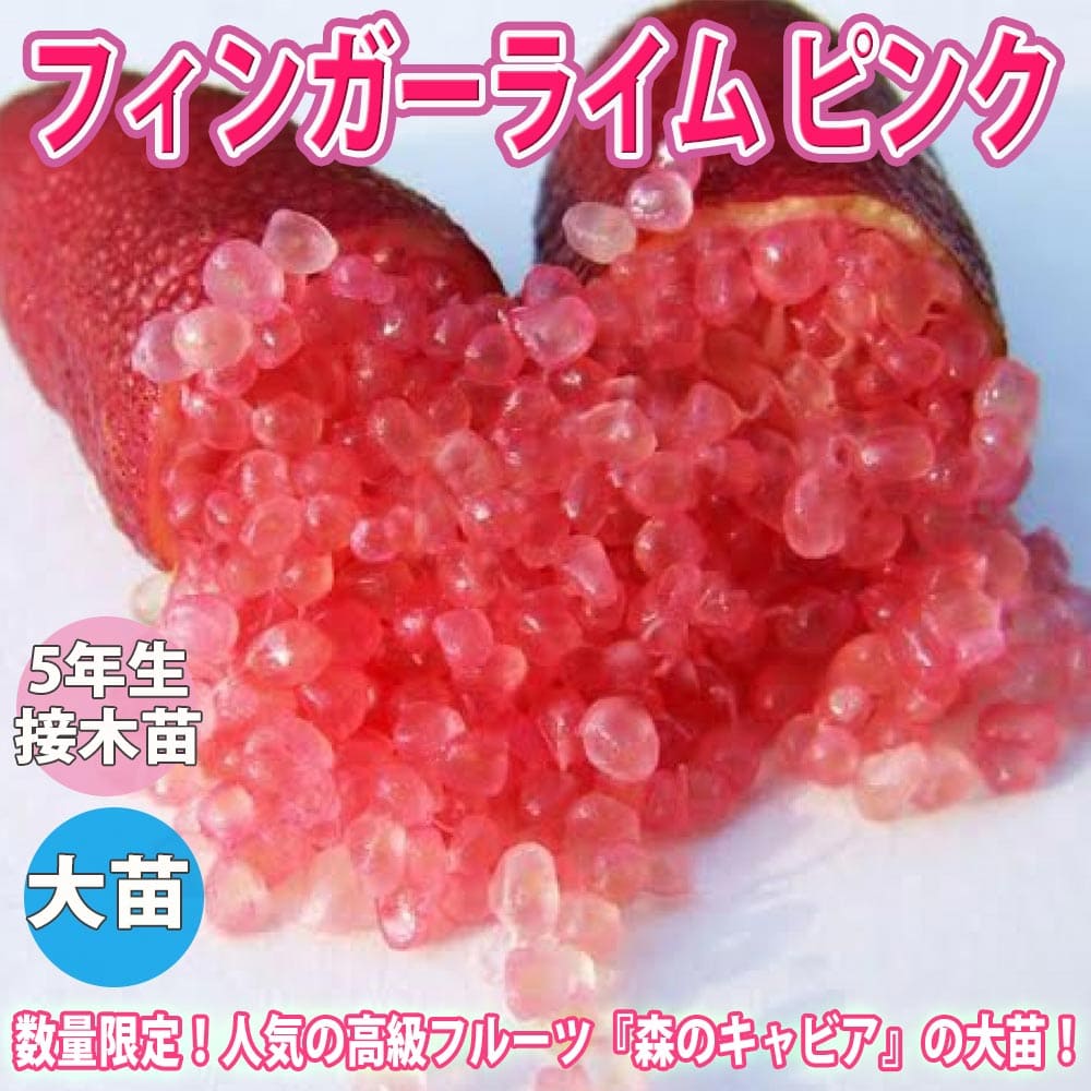 観葉草木特集
