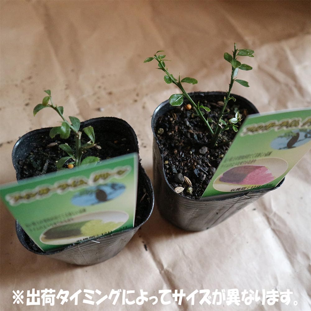 63 以上節約 果樹苗 果樹 果物 くだもの 栽培 農園 農場 実 趣味 園芸 収穫 果実 秋植え 植木ガーデニング 家庭菜園 簡単栽培 鉢植え 庭植え プランター フィンガーライム グリーン ピンク 苗木 挿木 キャビアライム シトラス ブッシュ フルーツ 森の 希少 柑橘