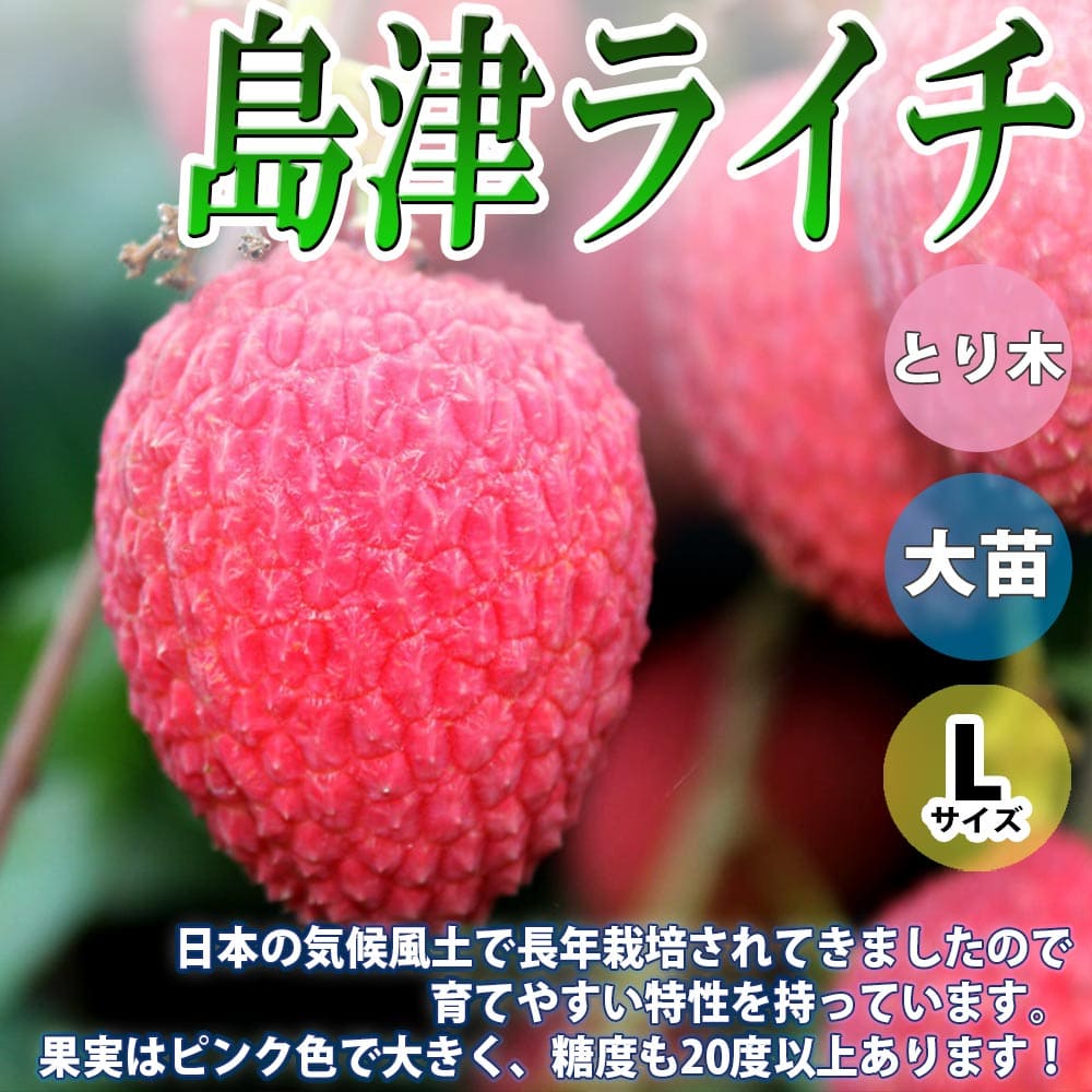 楽天市場 送料無料 ライチ苗 島津ライチ 果樹苗 4 5年生苗 取り木苗 6号ポット Lサイズ 1鉢 人気品種 らいち苗 Lychee 苗木 とり木苗 レイシ 茘枝 シンボルツリー 庭園果樹 庭木 植木 開店祝い 新築祝い 植物販売のｉｔａｎｓｅ楽天市場店