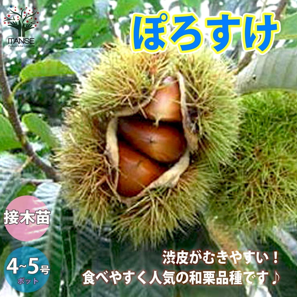 楽天市場】栗 苗木 【栗2品種 受粉相性OKセット ぽろたん ［登録
