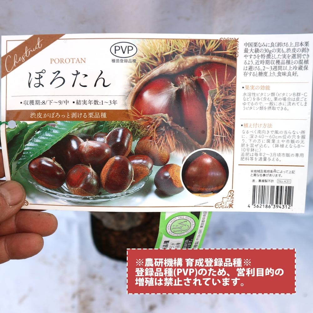 送料無料 人気の栗苗 ぽろたん ぽろすけ2品種セット 果樹苗 2年生 接木苗15cmポット各1個 栗の苗 クリ苗 くり苗 苗木 大苗 接ぎ木苗 渋皮がむきやすい 日本栗 シンボルツリー 庭木 植木 和栗 庭園果樹 Purplehouse Co Uk 送料無料 人気の栗苗 ぽろたん ぽろすけ2品種セット 果樹苗 2年生 接木苗15cmポット各1個 栗の苗 クリ苗 くり苗 苗木 大苗 接ぎ木苗 渋皮がむきやすい 日本栗 シンボルツリー 庭木 植木 和栗 庭園果樹 Purplehouse Co Uk