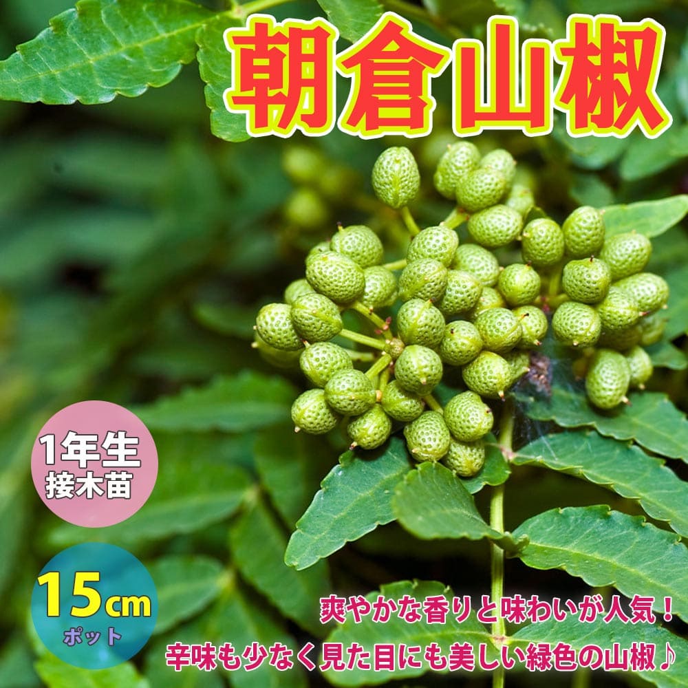 花山椒 ‼️ 200g 栃木県産 無農薬 楽天市場】無農薬 山椒の通販