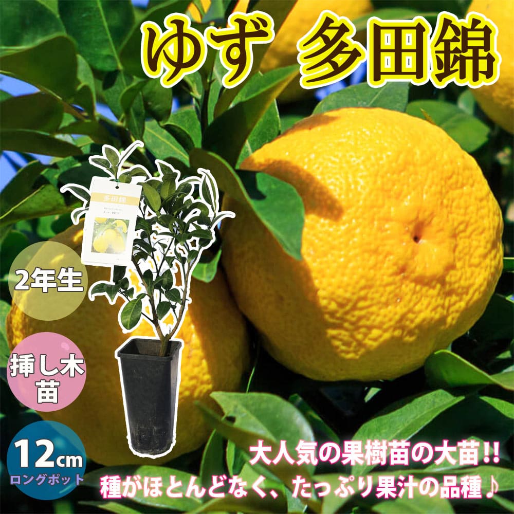 楽天市場 送料無料 ゆず 多田錦 果樹苗 2年生 挿し木苗 12cmロングポット 1本 ユズ 大苗 柚子 ベランダ 苗木 柑橘 香酸 ミカン 農園 農場 露地 シンボルツリー 耐寒性 自家結実性 常緑 庭木 植木 庭園 レモン 植物販売のｉｔａｎｓｅ楽天市場店