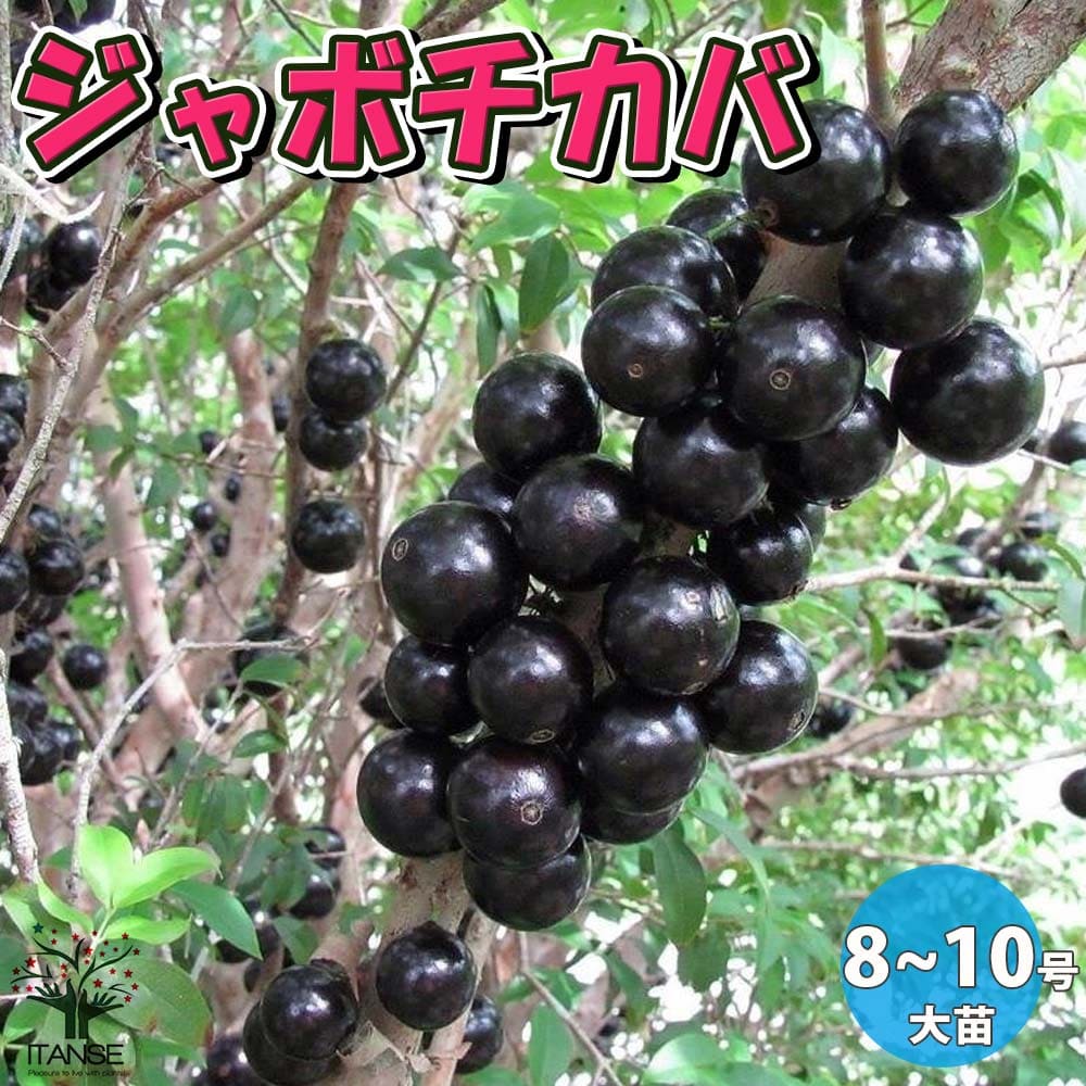 楽天市場 送料無料 ジャボチカバ 果樹苗 果樹の苗木 5年生 8 10号鉢 大苗 1個売り 熱帯果樹 ジャボチカバ苗 じゃぼちかば苗 フトモモ科 四季成り トロピカルフルーツ ブラジリアングレープツリー ジャブチカバ ジャボチカ グアペルー ヒバプルー 植物販売の