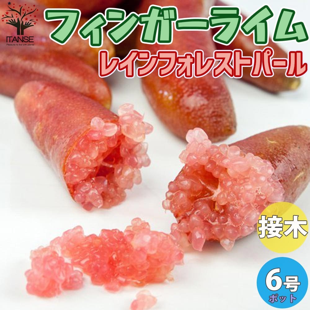 4年生　フィンガーライム接木苗／ミアローズ　樹高80cm 4.5号ポット 楽天市場】【送料無料】ミアローズ フィンガーライムの苗木 果樹