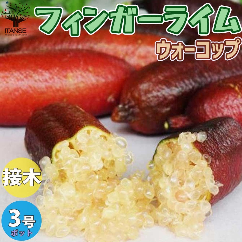 送料無料 ウォーコップ フィンガーライムの苗 果樹の苗 9cmポット 2年生 接木苗 1個売り フィンガーライム苗 フィンガーライムの苗 苗木 果樹苗 果樹 果物 栽培 ガーデニング 家庭菜園 希少品種 ボタニカルライフ 果樹苗 果樹 果物 くだもの 栽培 農園 農場 実 趣味 園芸