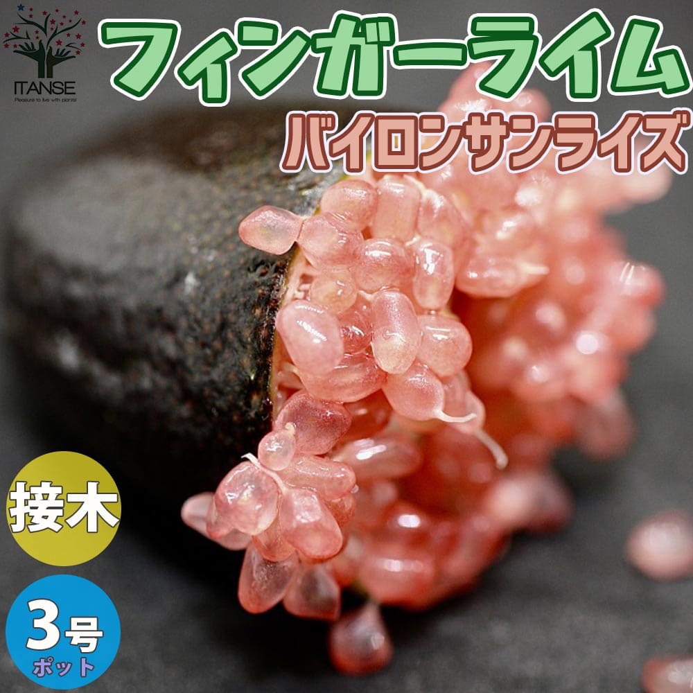 送料無料 バイロンサンライズ フィンガーライムの苗 果樹の苗 9cmポット 2年生 接木苗 1個売り フィンガーライム苗 フィンガーライムの苗 苗木 果樹苗 果樹 果物 栽培 ガーデニング 家庭菜園 希少品種 ボタニカルライフ 果樹苗 果樹 果物 くだもの 栽培 農園 農場 実 趣味