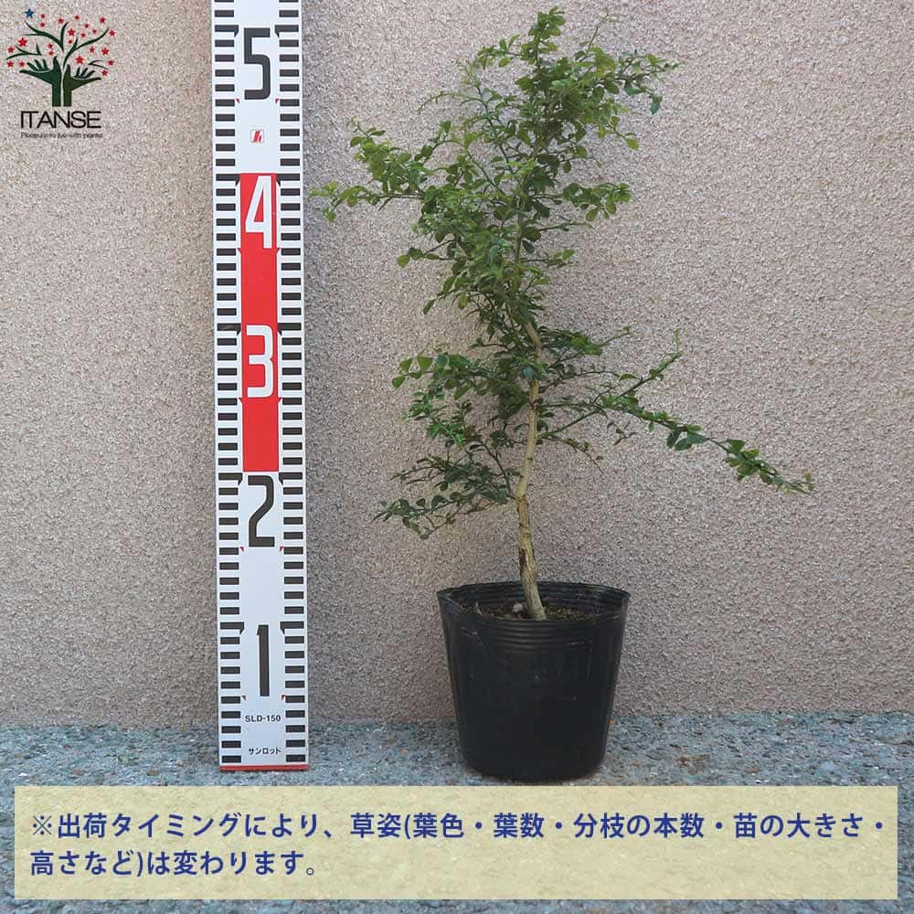 送料無料 ミアローズ フィンガーライムの苗木 果樹の苗木 4 5号ポット苗 2年生 接木 1個売り フィンガーライム苗 フィンガーライムの苗 苗木 果樹 苗 果樹 果物 栽培 ガーデニング 家庭菜園 希少品種 Rvcconst Com