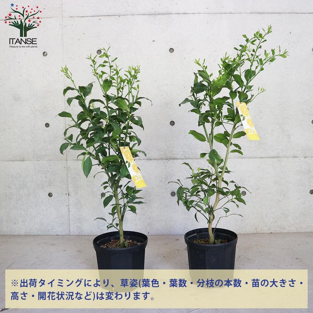 送料無料 一才ユズの苗木 果樹の苗木 2年生 割引 接木苗 8号スリット鉢 柚子苗 ガーデニング 花ゆずゆずの苗 1個売り 栽培 柑橘苗