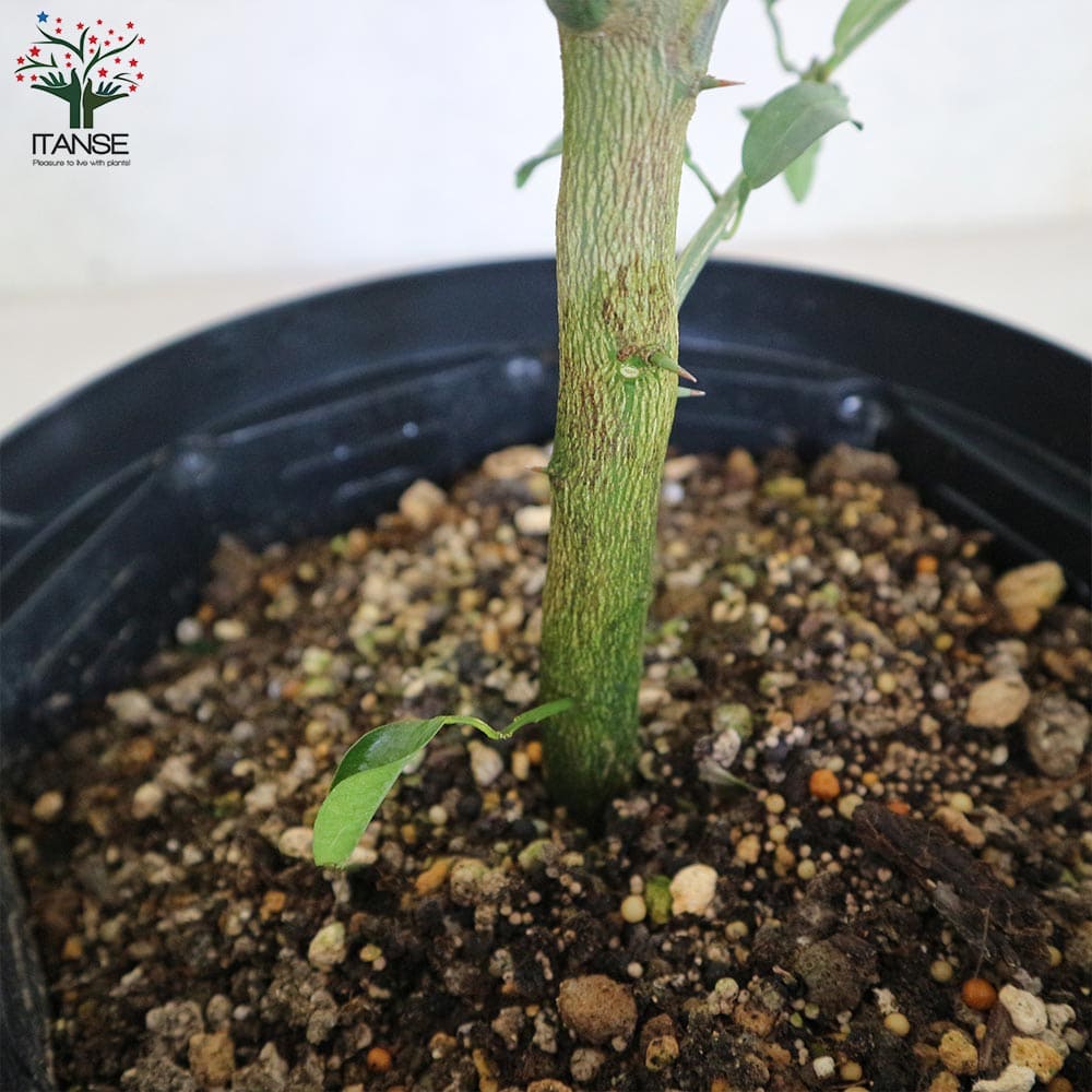 送料無料 一才ユズの苗木 果樹の苗木 2年生 割引 接木苗 8号スリット鉢 柚子苗 ガーデニング 花ゆずゆずの苗 1個売り 栽培 柑橘苗