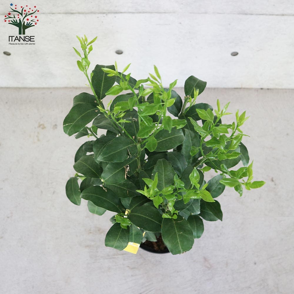 送料無料 一才ユズの苗木 果樹の苗木 2年生 割引 接木苗 8号スリット鉢 柚子苗 ガーデニング 花ゆずゆずの苗 1個売り 栽培 柑橘苗