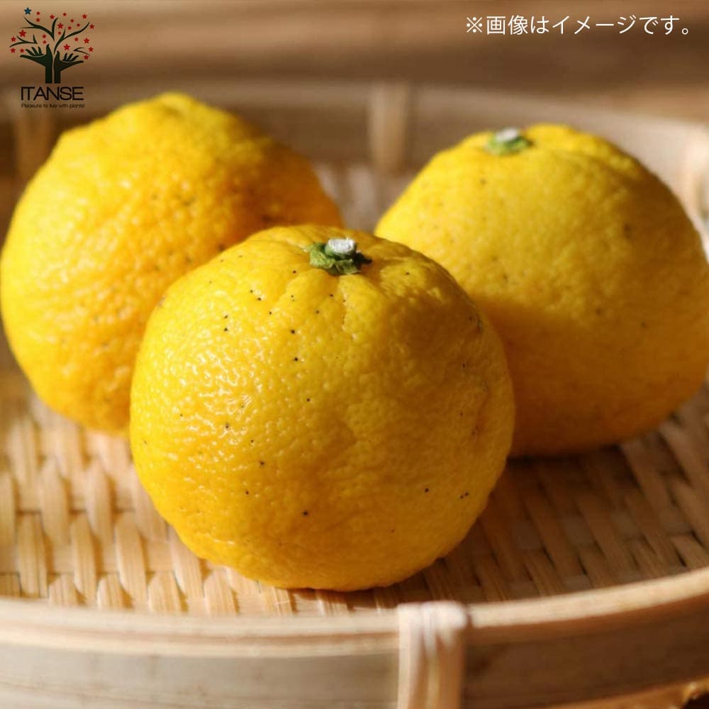 送料無料 一才ユズの苗木 果樹の苗木 2年生 割引 接木苗 8号スリット鉢 柚子苗 ガーデニング 花ゆずゆずの苗 1個売り 栽培 柑橘苗