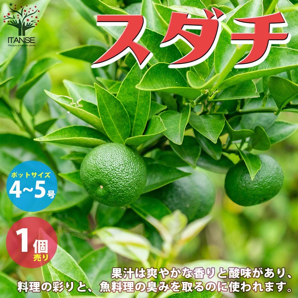 【楽天市場】【送料無料】スダチの苗 果樹の苗木 接木苗 4~5号ポット 1個売り すだち スダチ 酢橘 スダチの苗木 栽培 果実 果樹園 ...