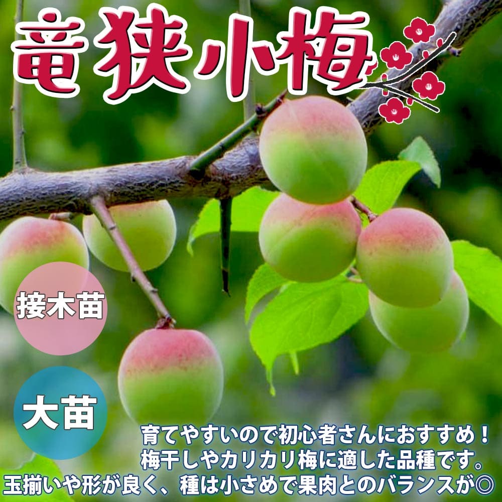 楽天市場 送料無料 梅の苗木 竜峡小梅 果樹苗 1年生 接木苗12 15cmポット 1個 梅苗 うめの苗 うめ苗 梅の苗木 農園 庭植え 趣味 園芸 収穫 花木 植木 庭木 鉢植え シンボルツリー 新築祝い 記念樹 路地植え 収穫 植育 販売店 通販 植物販売のｉｔａｎｓｅ楽天市場店