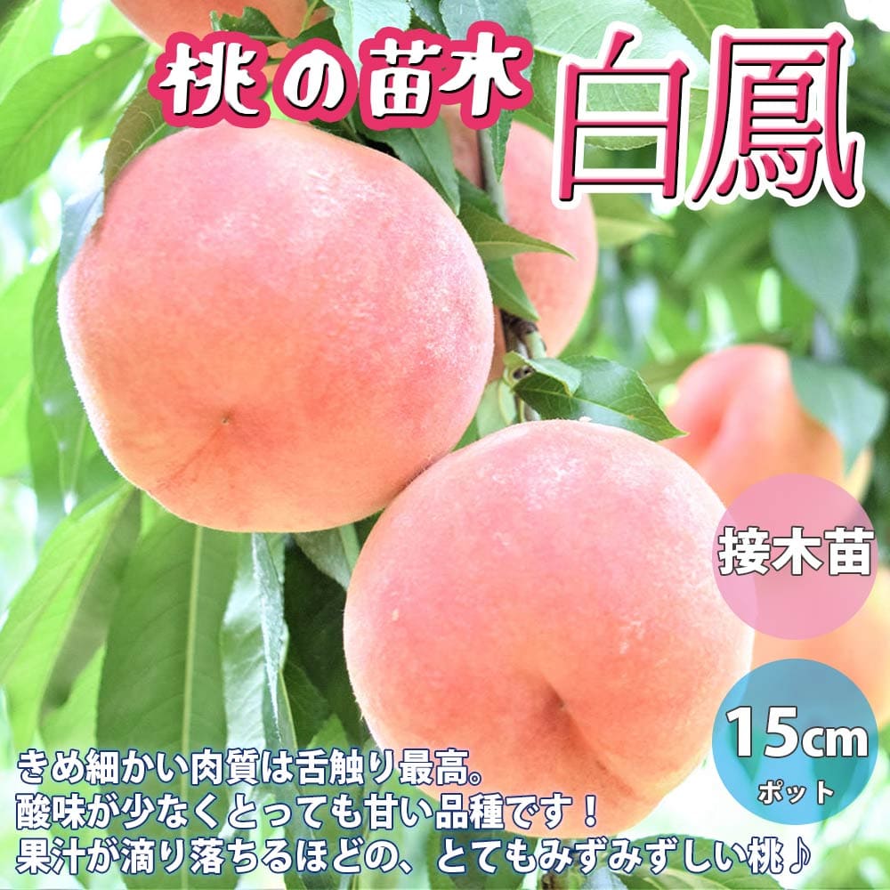 ビッグ割引 送料無料 桃 苗木 大玉あかつき 1年生 接ぎ木 ポット苗 ニーム小袋付き ※北海道 沖縄は送料無料適用外です