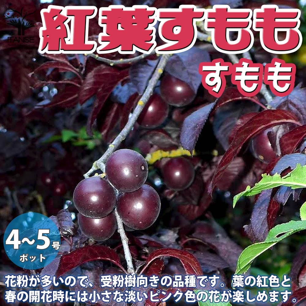 送料無料 楓スモモ すももの若木 成生木の苗木 12 15cmポット 1個売り スモモ苗 スモモの苗 すもも苗 すももの苗木 梅の苗 プラム苗 干し李 梅の苗 李苗 酢ピンク ガーデニング 家家庭菜園 果樹苗 果樹 果物 くだもの 作出す ファーム 栽培所 はなはだ ホビー 園芸 所産