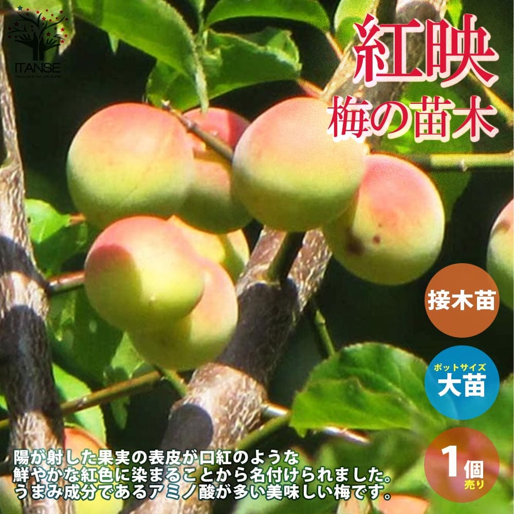 楽天市場】梅の苗木 【紅映 （紅さし、べにさし）】 実梅 うめ 1