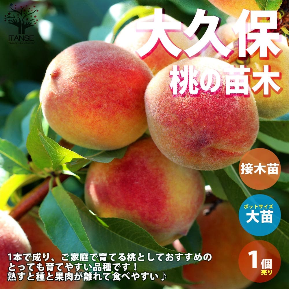 ビッグ割引 送料無料 桃 苗木 大玉あかつき 1年生 接ぎ木 ポット苗 ニーム小袋付き ※北海道 沖縄は送料無料適用外です