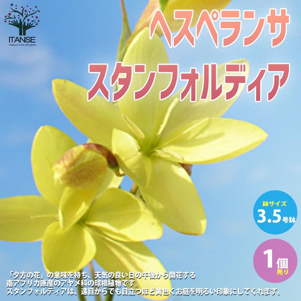 市場 送料無料 チオノドクサ ピンクジャイアント 花球根 お買い得10球セット 球根 花の球根 寄せ植え ガーデニング 鑑賞 栽培 庭園菜園