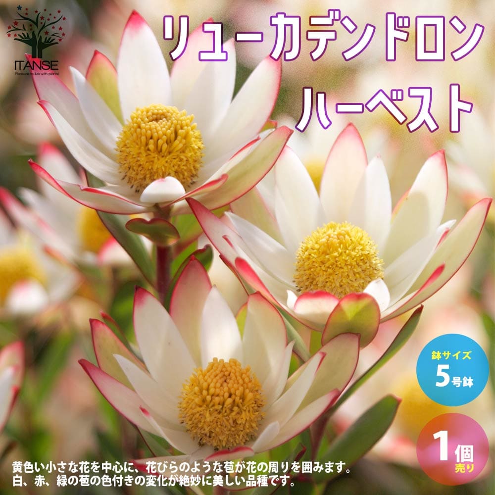 【送料無料】リューカデンドロン ハーベスト 庭木 5号鉢 1個売り 銀葉樹 ギンヨージュ ヤマモガシ フラワーアレンジメント 送料無料 即納