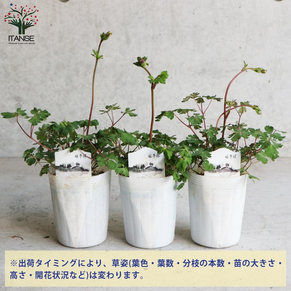 送料無料 八重咲き 姫オダマキ ピンク 花苗 3号ロングポット苗 お買い得6個セット Aquilegia Vulgaris 宿根草 西洋オダマキ アキレギア アキレジア アクイレギア Southwestne Com