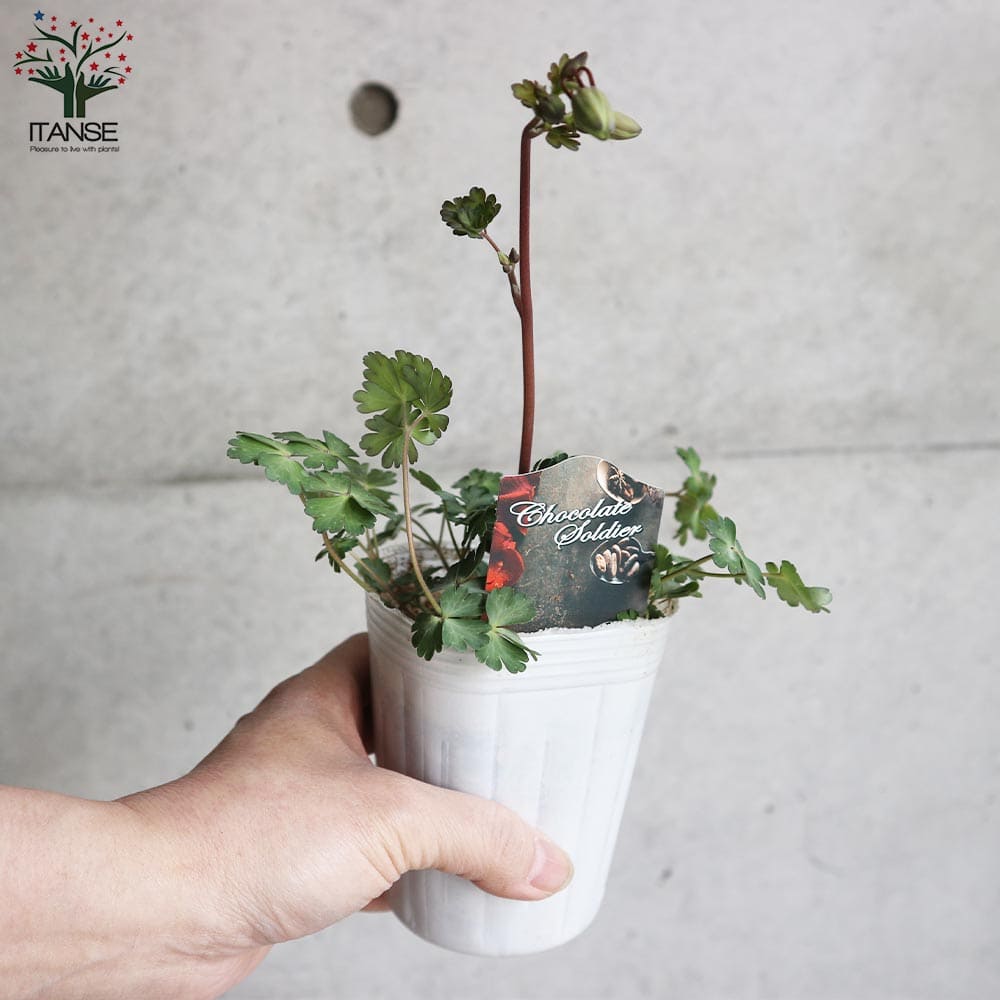 オダマキ 苗 3ポット Www Miroudlotululumbanyuwangi Sch Id