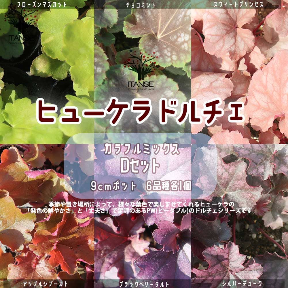 【送料無料】ヒューケラ ドルチェ \