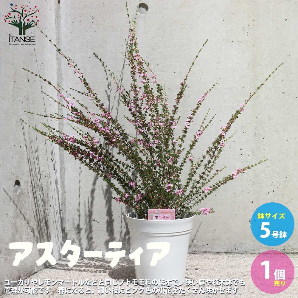 【送料無料】アスターティア 花苗 5号鉢 1個売り アスターティア ギョリョウバイ ジェラルトンワックス ワックスフラワー 送料無料 即納