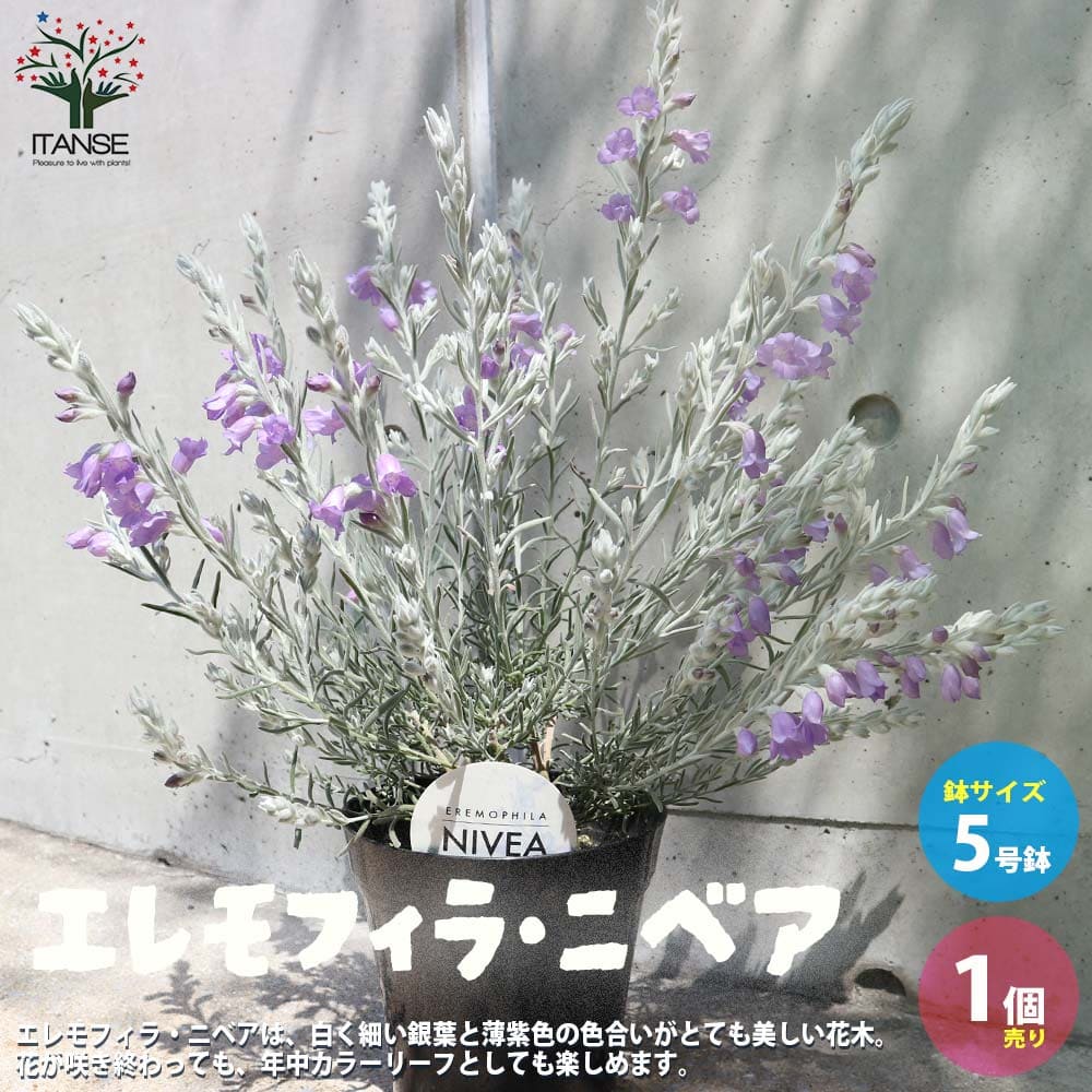 楽天市場】【送料無料】セトクレアセア(ムラサキゴテン) 【花苗 カラーリーフ 3号ポット／1個売り】紫御殿 パープルハート  ハンギングやグランドカバーにも人気 : 植物販売のＩＴＡＮＳＥ楽天市場店