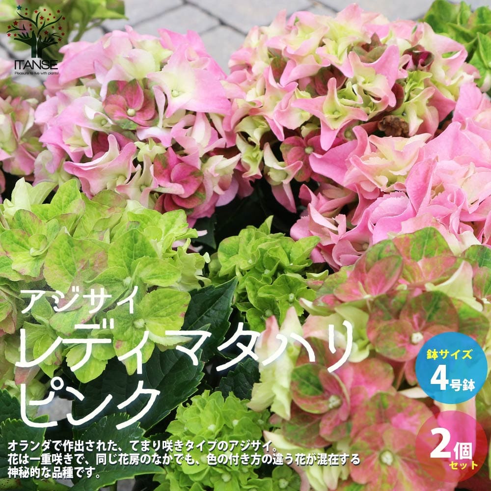 安い割引 送料無料 アジサイ レディマタハリ ピンク 花苗 4号鉢 お買い得2個セット あじさい苗 あじさいの苗 アジサイ苗 アジサイの苗 紫陽花苗 紫陽花の苗 ガーデニング Kakuyasu Sale Css Edu Om