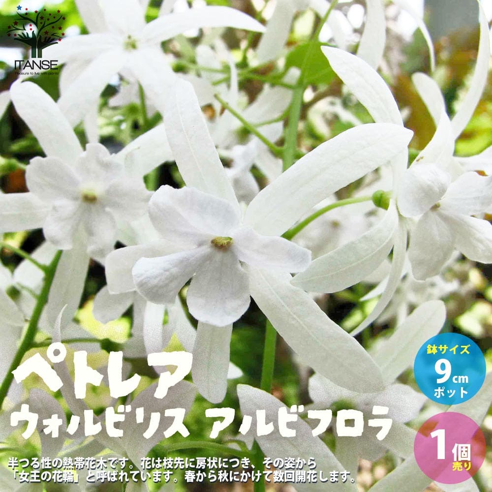 楽天市場】【マラソン期間限定☆エントリーでP10倍+MAX10％OFF