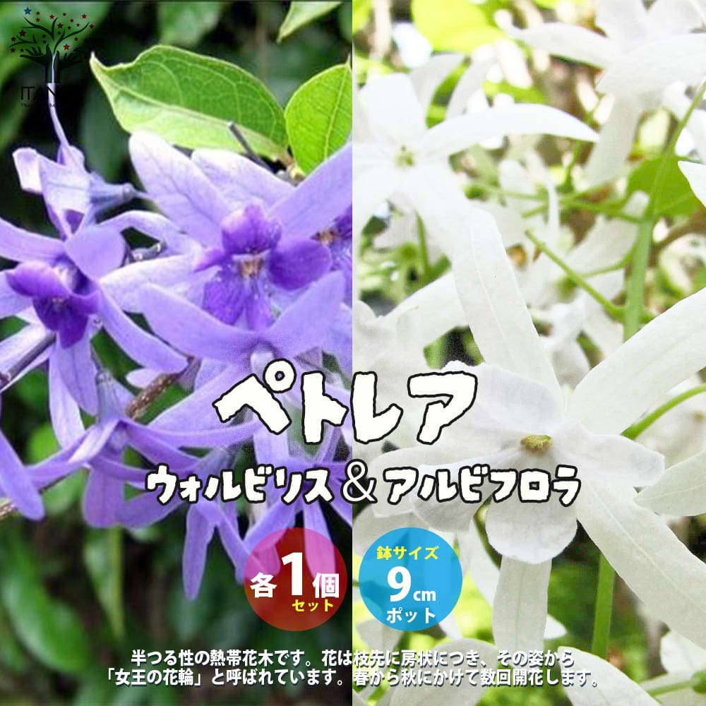 希少大苗♥　ペトレア　ウォルビリス　 サンドペーパーバイン パープルリース 希少大苗♥ ペトレア ウォルビリス サンドペーパーバイン