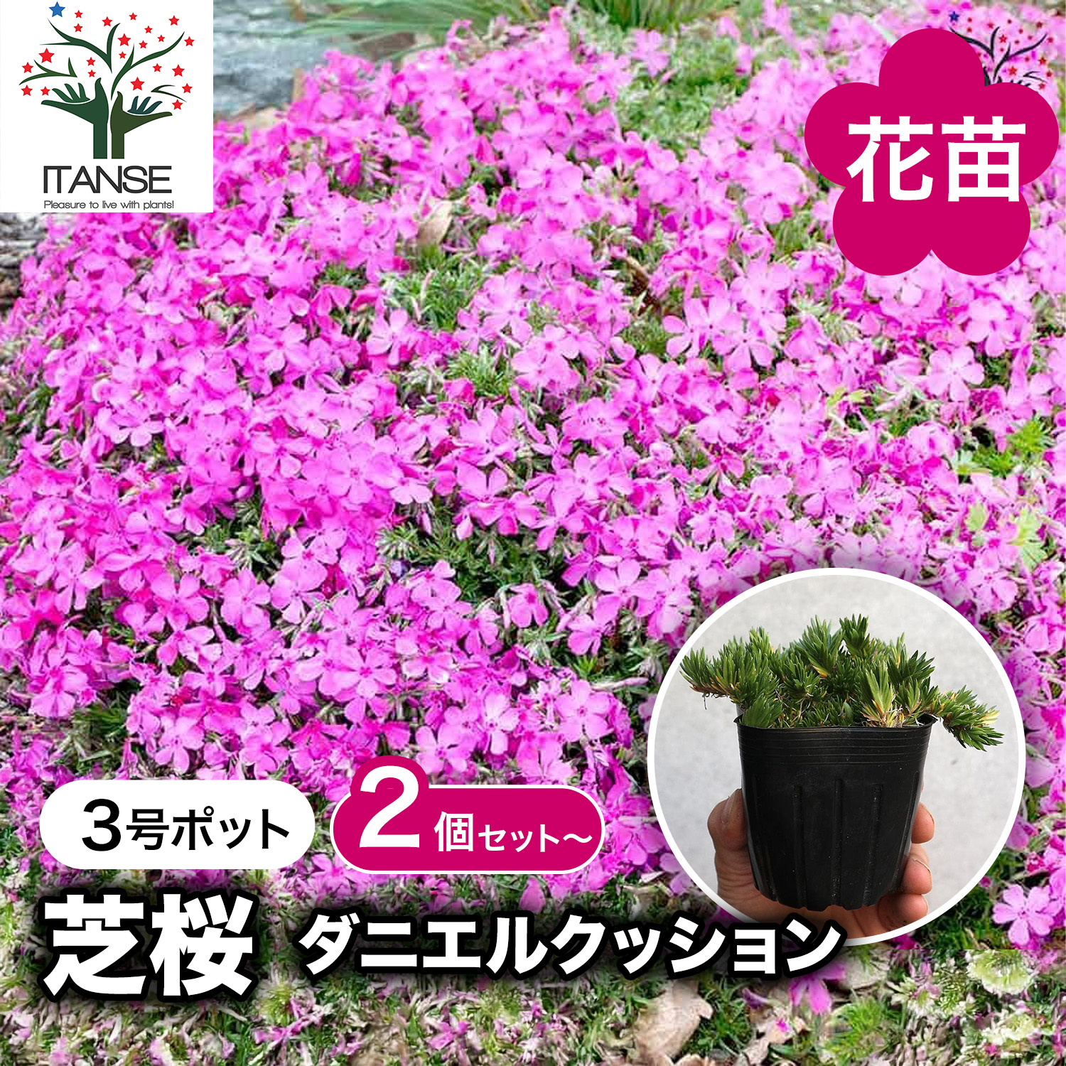 楽天市場】【送料無料】芝桜 ダニエルクッション ( 濃ピンク色 ) 花苗