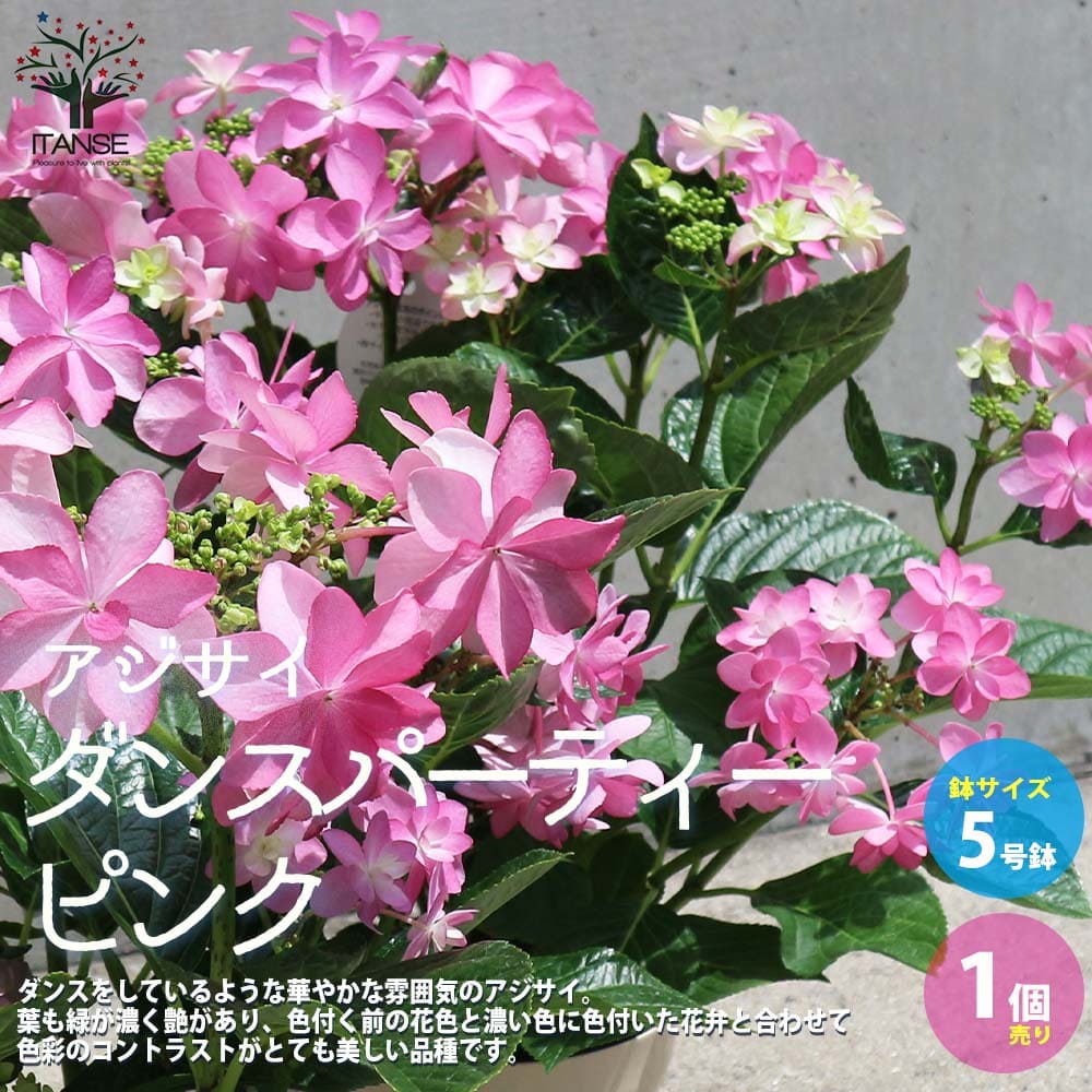 【送料無料】アジサイ ダンスパーティー ピンク 花苗 5号鉢 1個売り あじさい苗 あじさいの苗 アジサイ苗 アジサイの苗 紫陽花苗 紫陽花の苗 ガーデニング PVP 送料無料 即納