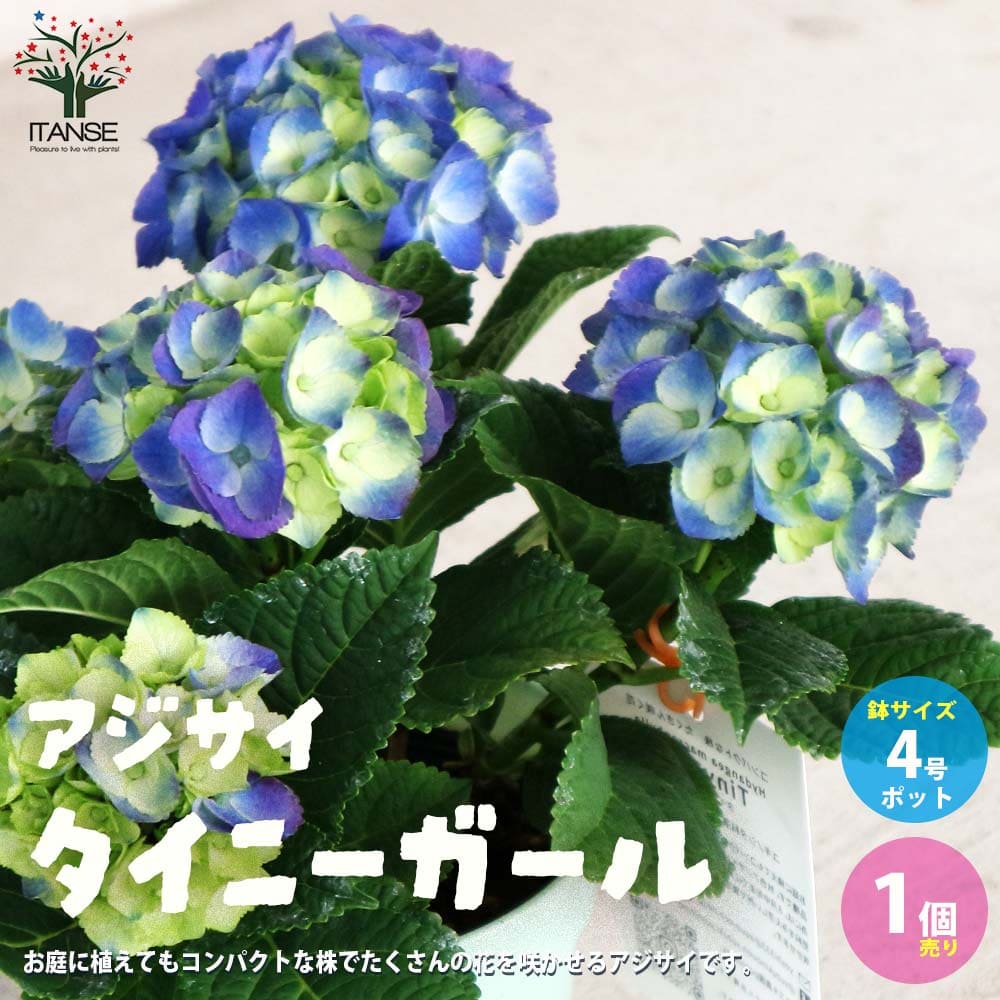 直前!】輸入アジサイ エメラルド(秋色・クラッシックグリーン