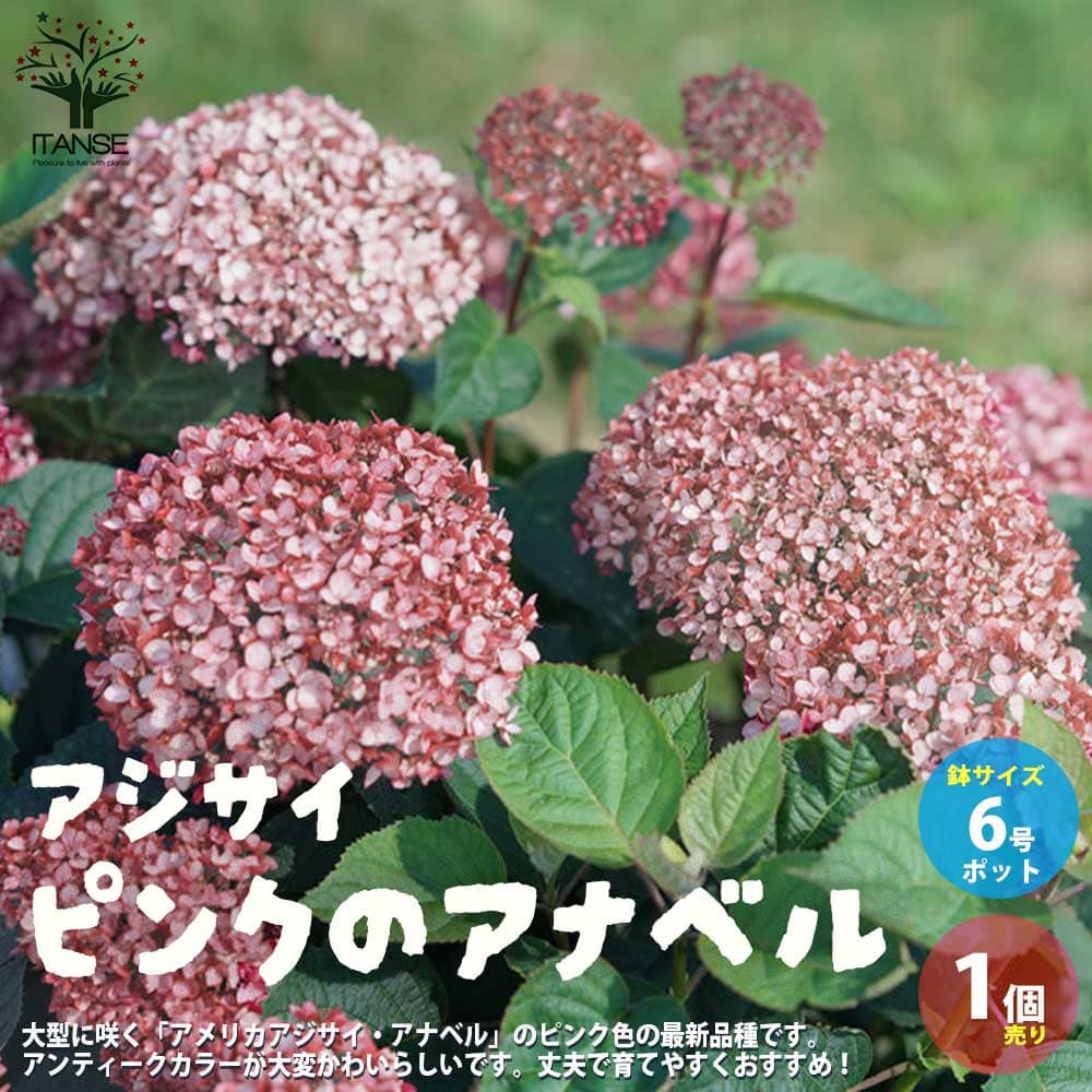 アジサイ ピンクのアナベル あじさい苗 アジサイの苗 あじさいの苗 紫陽花の苗 ガーデニング 紫陽花苗 アジサイ苗