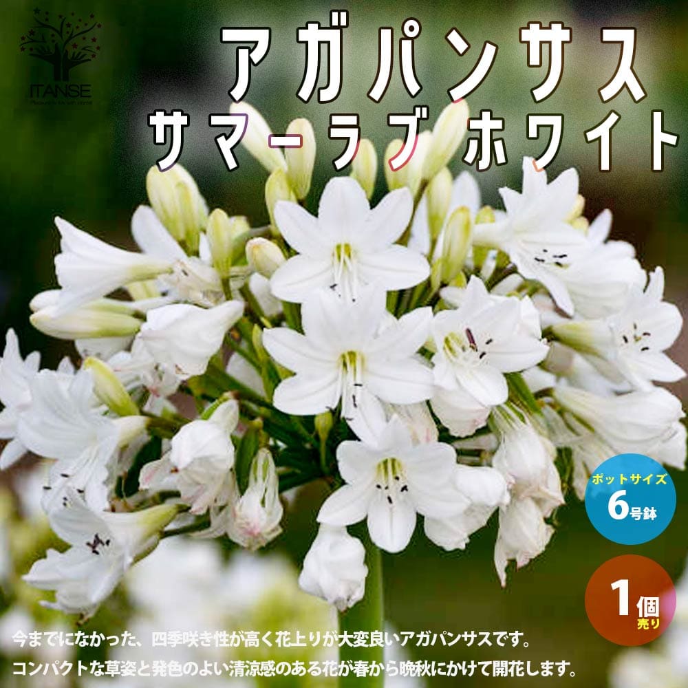 観葉草木特集