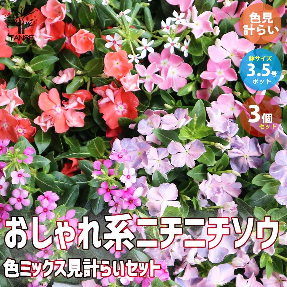 【10%OFFクーポン配布中】おしゃれ系ニチニチソウ 夏色ミックス中輪〜極小輪 【花苗 3.5号ポット 見計らい／お買い得3個セット】カラーミックス  日々草 ガーデニング 寄せ植え 植物販売のＩＴＡＮＳＥ